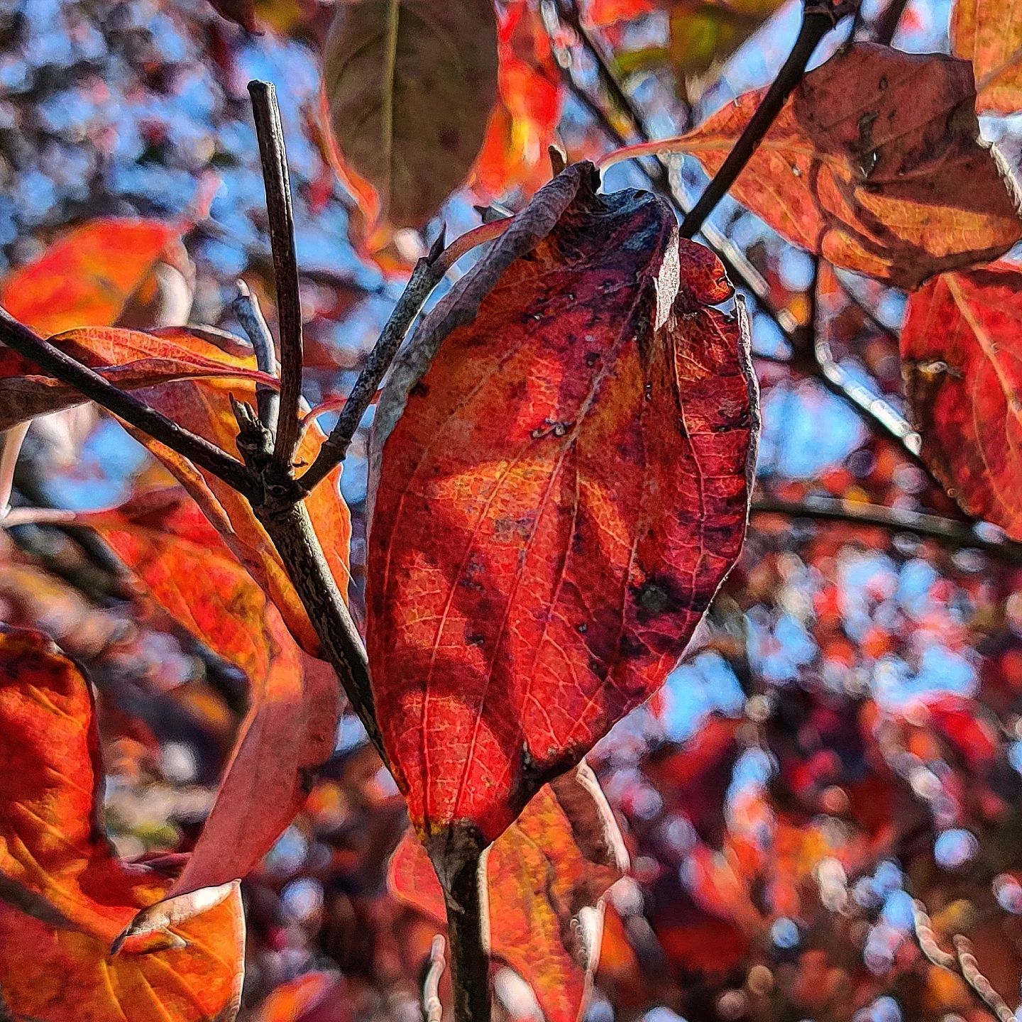 Red

#autumn #redleaves