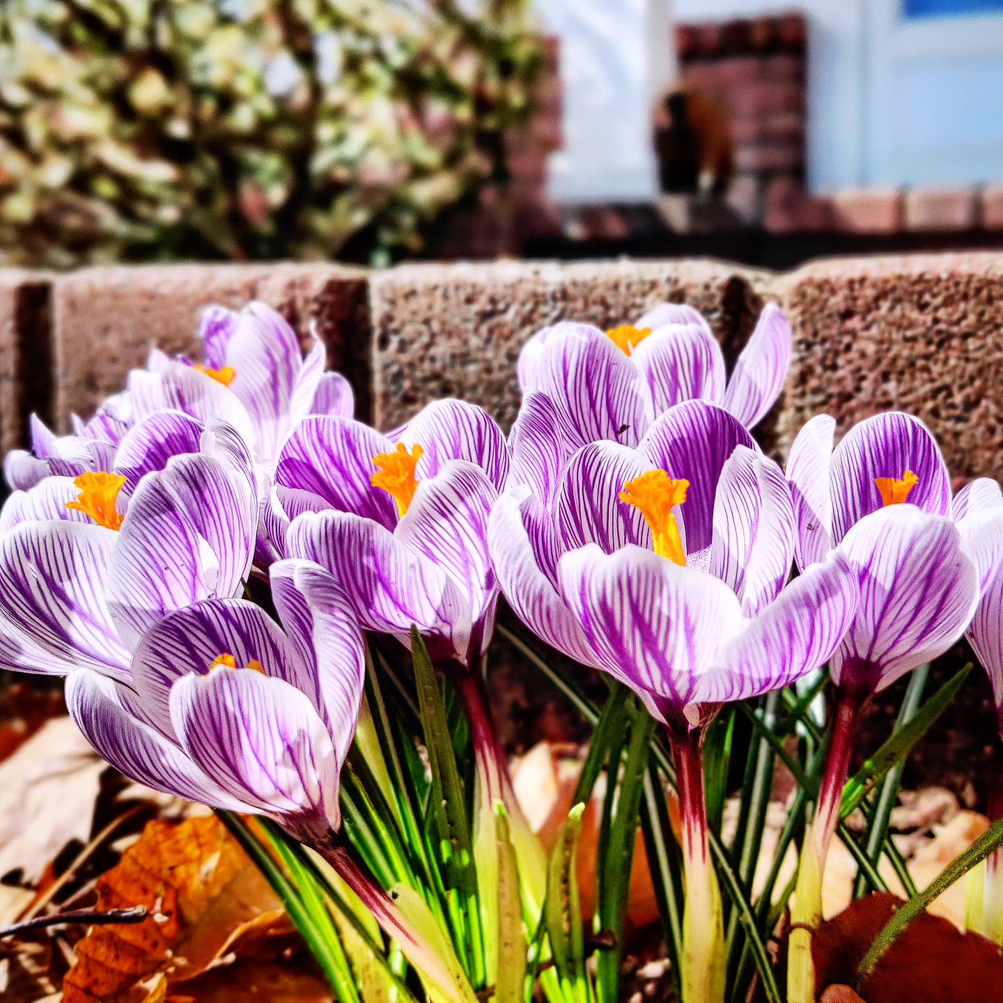 Spring has arrived...
#croccus