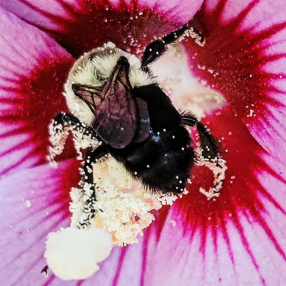 An abundance of pollen 
.#pollen #bee #bee+flower
